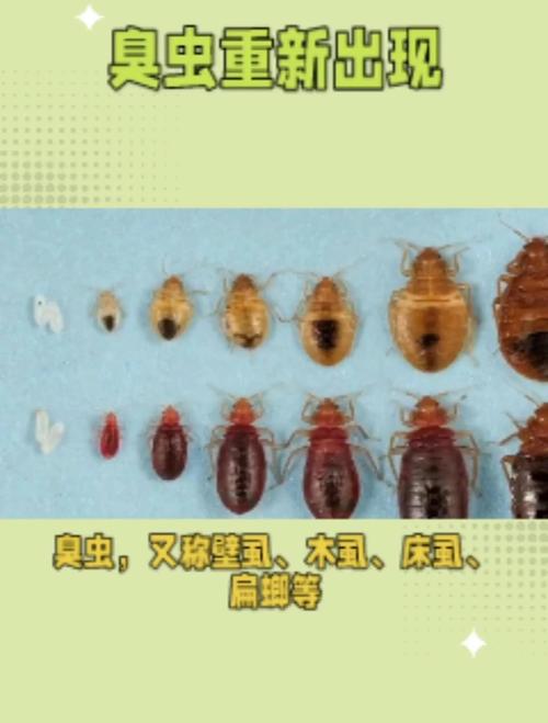 床上的臭虫图片_臭虫叮咬的迹象及防治方法