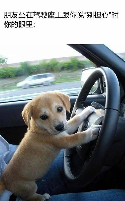 开车搞笑图片_开车趣图分享，笑点十足！