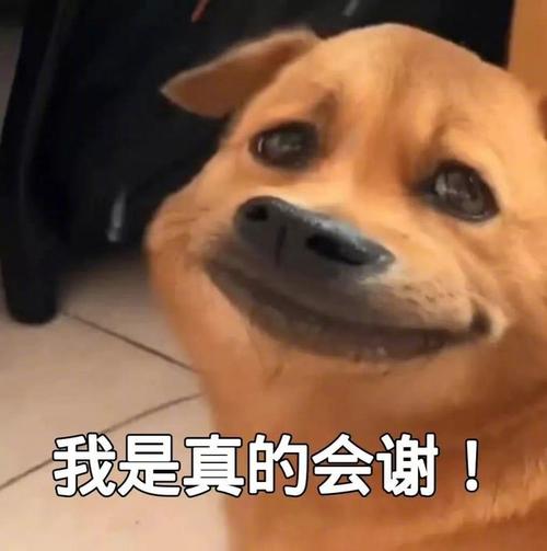 抖音表情包大全搞笑_抖音表情包大全，搞笑流行全都有！