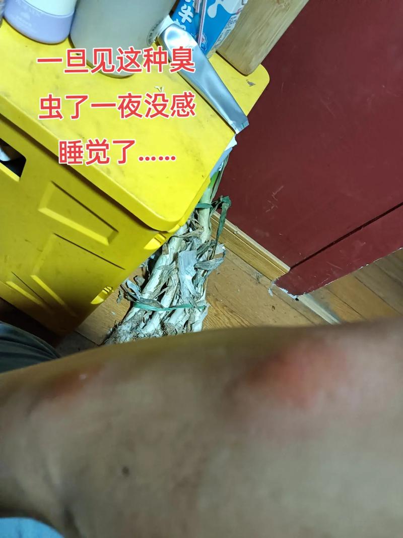 床上的臭虫图片_臭虫叮咬的迹象及防治方法