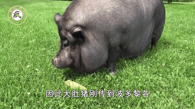 猪动图 gif_猪动图GIF，有趣点亮屏幕，聊天社交必备！