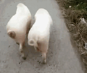 猪走路动图gif_猪猪动图太可爱了！分享搞笑朋友圈必备