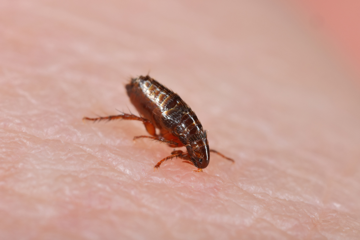 床上的臭虫图片_臭虫叮咬的迹象及防治方法