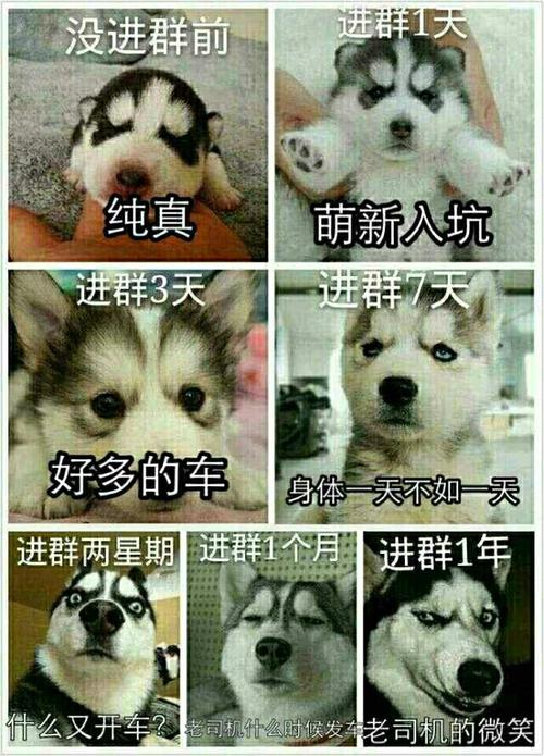 进群溜达一圈搞笑图片_进群必备，搞笑图片让你笑不停！