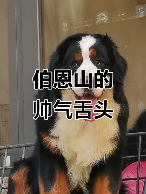 甩舌头的那个表情包_可爱甩舌头表情包，QQ聊天必备，有趣搞怪，让对话更生动！你还知道哪些有趣的表情包？