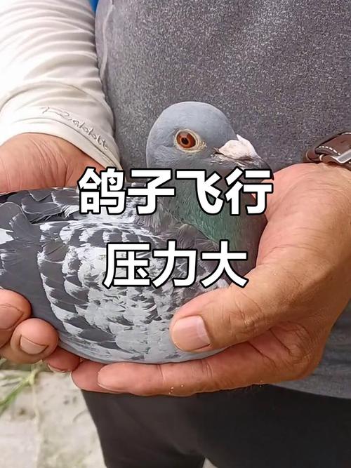 压力鸽子表情包_压力大？看压力鸽子表情包，超解压！