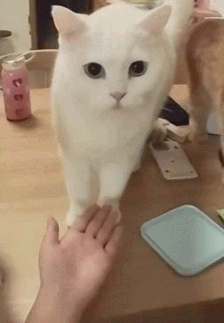 猫舔屏表情包动态图_抖音猫咪舔屏表情包，可爱逗乐，分享给朋友一起笑！