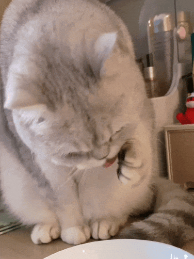 猫舔屏表情包动态图_抖音猫咪舔屏表情包，可爱逗乐，分享给朋友一起笑！