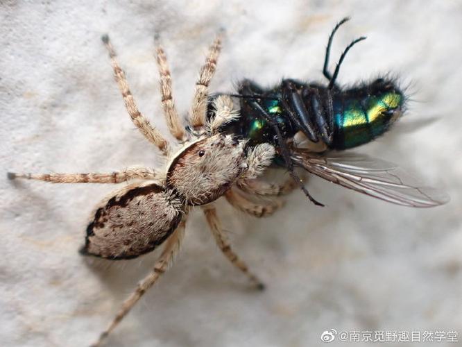 苍蝇虎图片大全_认识益虫苍蝇虎