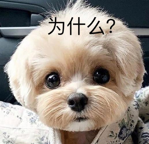 为什么图片大全可爱_可爱表情包治愈心灵,带来欢乐与慰藉 为什么图片大全可爱_可爱表情包治愈心灵,带来欢乐与慰藉