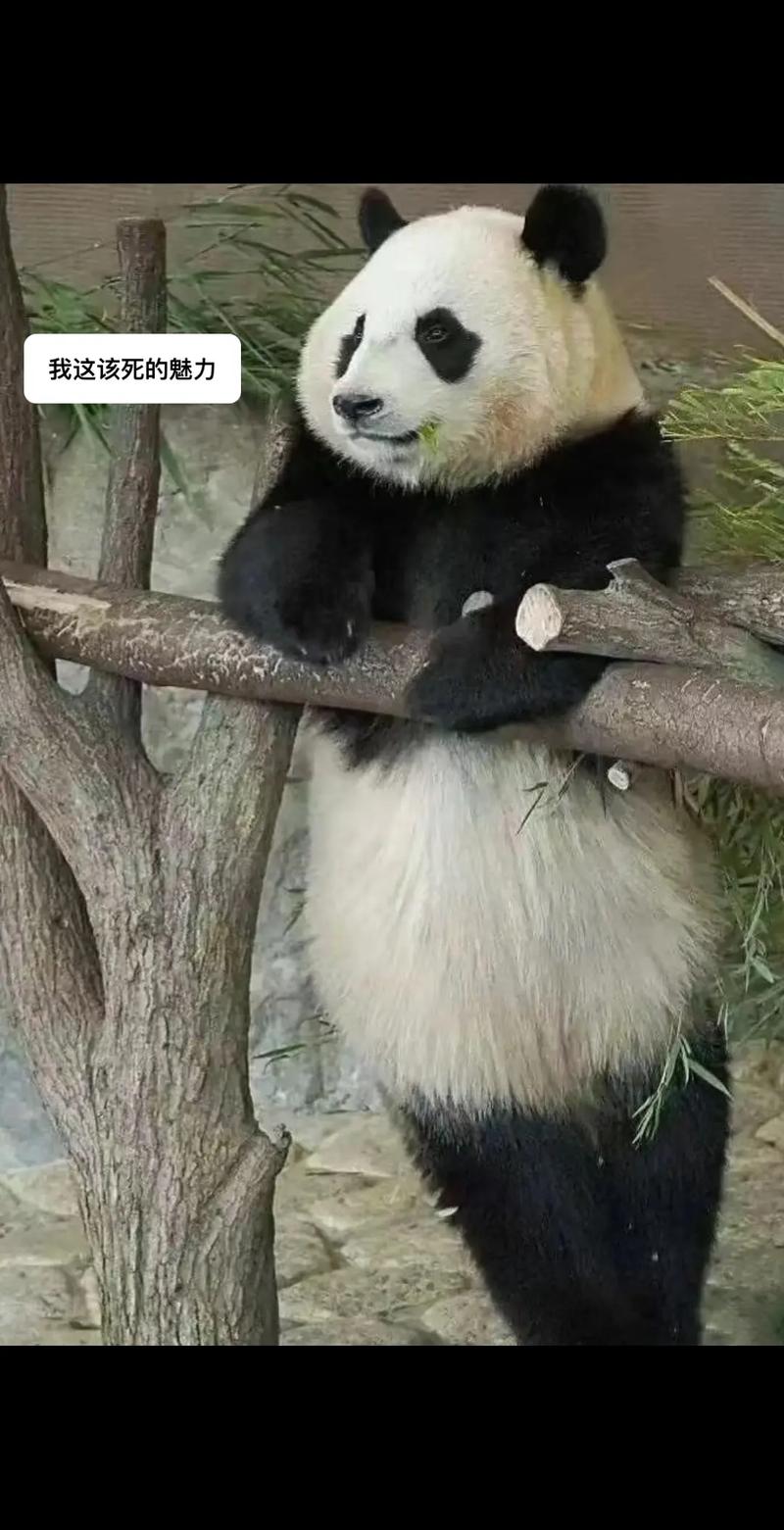 熊猫图片恶搞_熊猫表情包，搞笑幽默，分享乐趣！