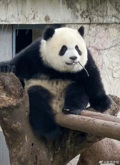 熊猫图片恶搞_熊猫表情包，搞笑幽默，分享乐趣！