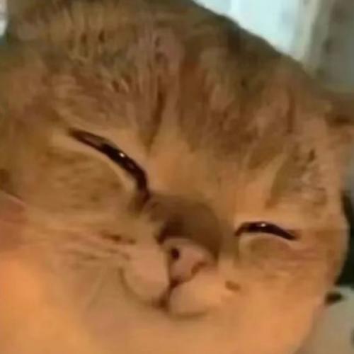猫坏笑表情包_搞怪猫咪表情包，聊天调侃必备