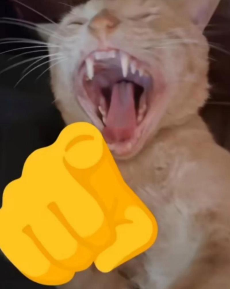 猫坏笑表情包_搞怪猫咪表情包，聊天调侃必备