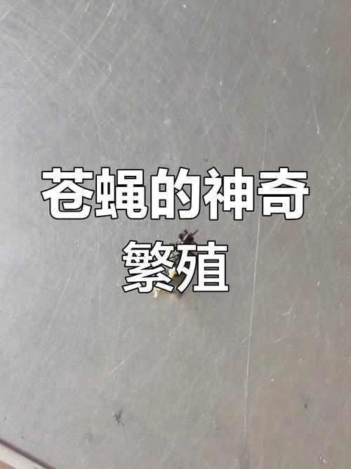 苍蝇发育的四个阶段图片_卵到成虫的四个阶段图解