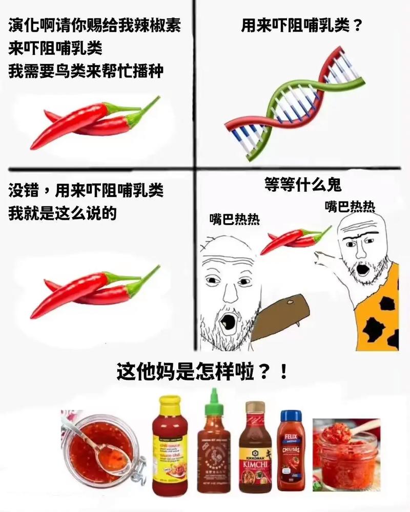 被辣椒辣到的搞笑图片_辣椒被辣到搞笑瞬间表情包，吃辣椒搞笑场景，辣椒生长过程科普图