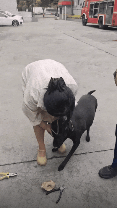 黑狗被吓一跳表情包gif_惊吓瞬间！黑狗搞笑表情包，社交聊天必备，趣味十足！