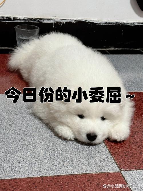 狗趴着的表情包_狗狗趴着表情包100张，搞笑闲适聊天必备