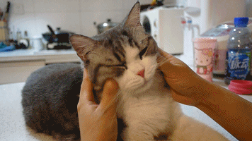 捏猫脸动图_捏猫动图表情包，缓解压力添欢乐