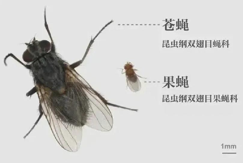 苍蝇发育的四个阶段图片_卵到成虫的四个阶段图解