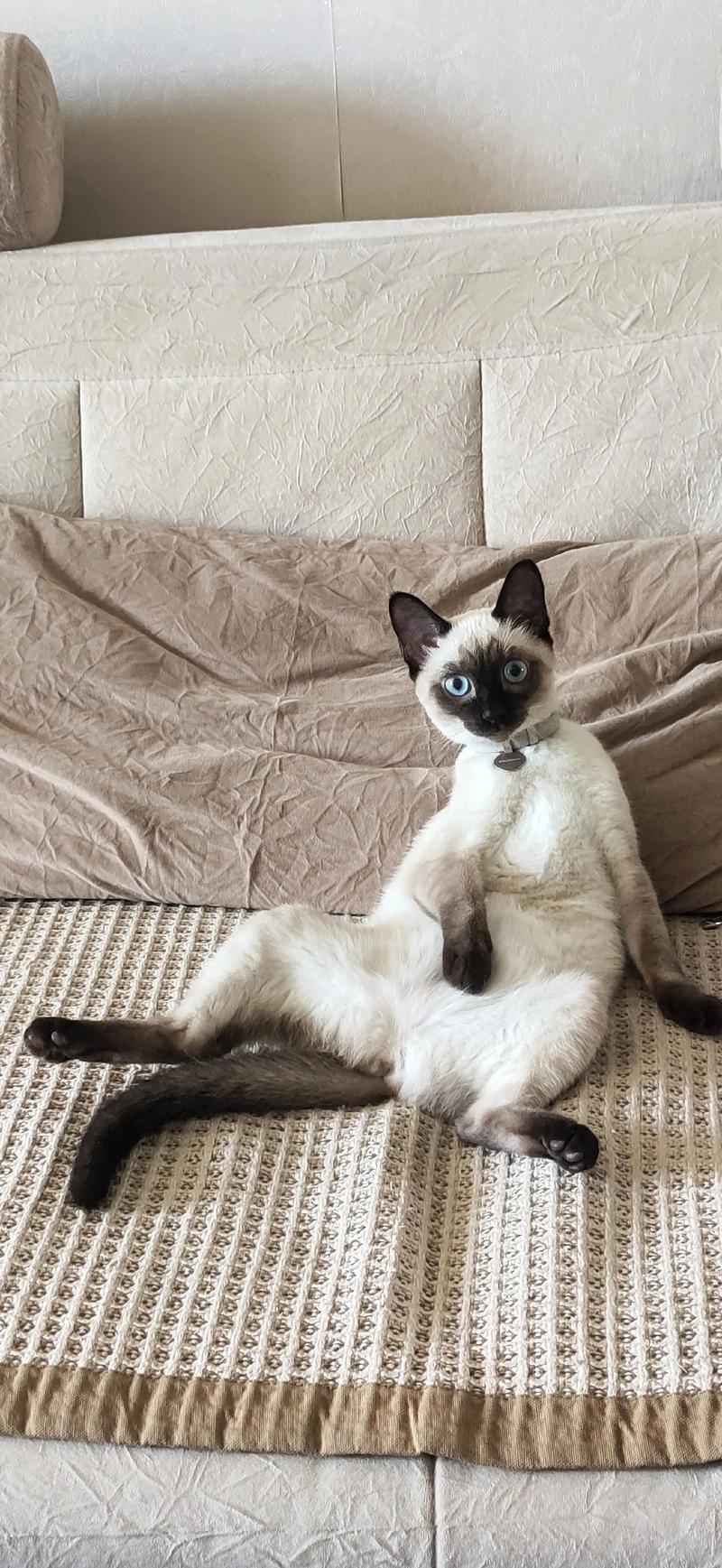 暹罗猫和家猫杂交图片_暹罗猫与家猫混血宝宝，优雅与朴实的完美结合！