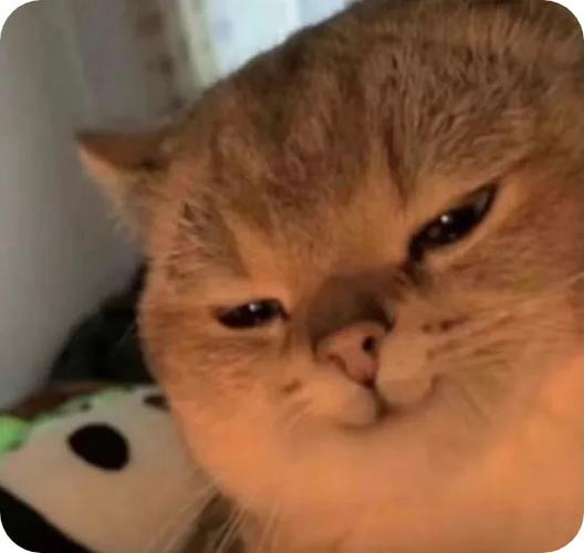 猫坏笑表情包_搞怪猫咪表情包，聊天调侃必备