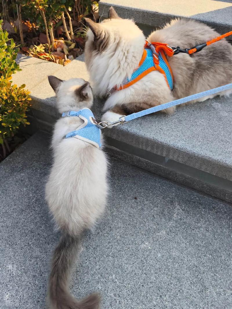 暹罗猫和家猫杂交图片_暹罗猫与家猫混血宝宝，优雅与朴实的完美结合！