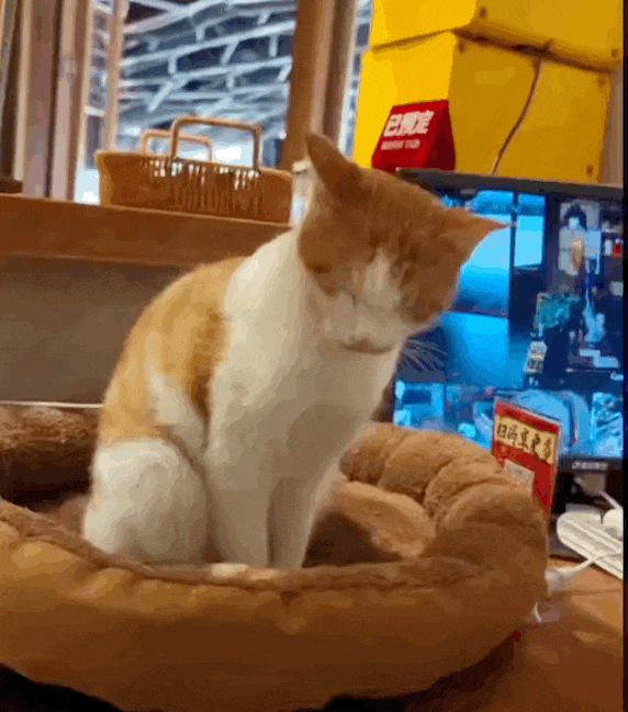 捏猫脸动图_捏猫动图表情包，缓解压力添欢乐