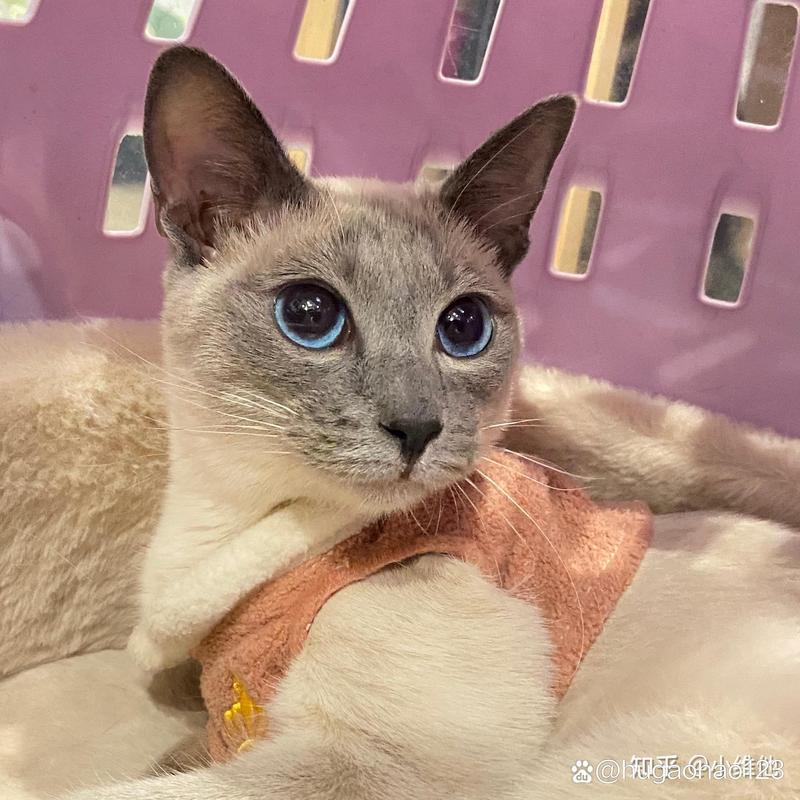 暹罗猫和家猫杂交图片_暹罗猫与家猫混血宝宝，优雅与朴实的完美结合！