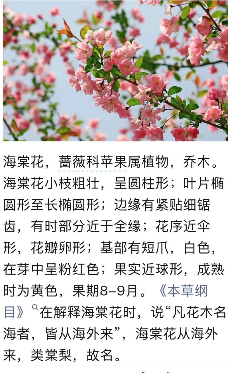 海棠花为什么不吉利_海棠花虽被视不吉利,但实为美丽象征,不必过分在意无根据说法 海棠花为什么不吉利_海棠花虽被视不吉利,但实为美丽象征,不必过分在意无根据说法